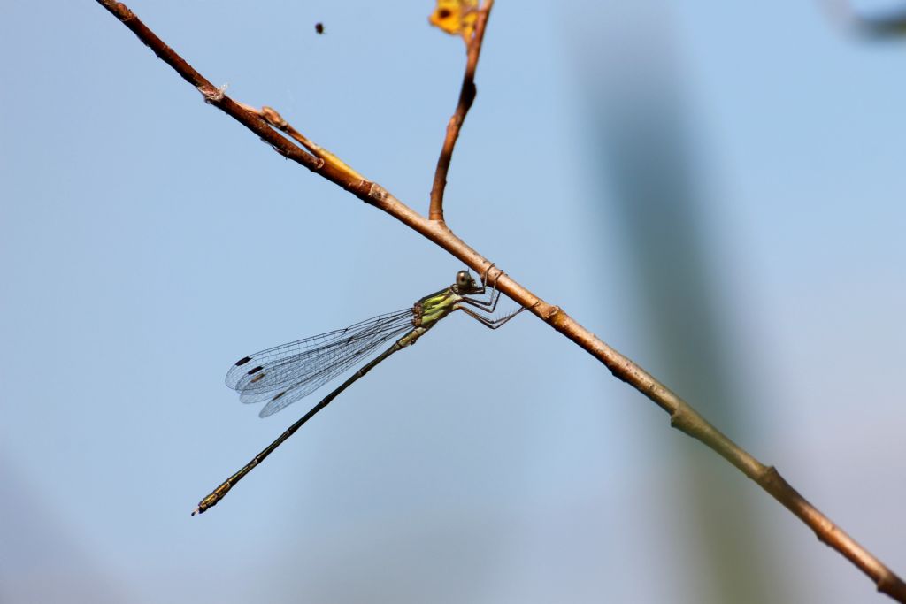 Lestes virens vestalis?  No, Chalcolestes viridis